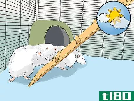 Image titled Introduce a New Pet Rat to Another Rat Step 12