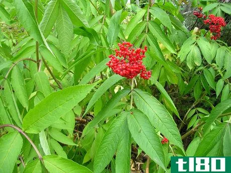 Image titled Sambucus racemosa (Red Elderberry)