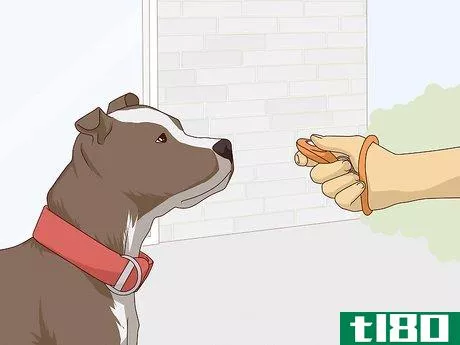 Image titled Get Your Dog Used to a Collar Step 5