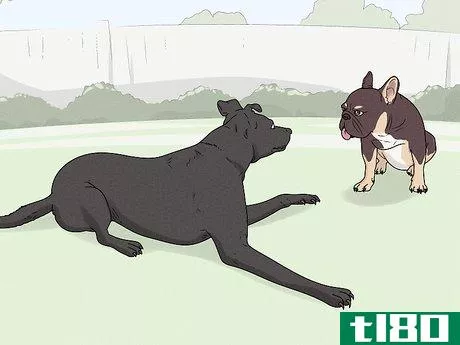 Image titled Identify a French Bulldog Step 12