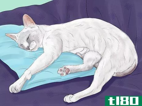 Image titled Know if Your Cat Is Getting Enough Sleep Step 1