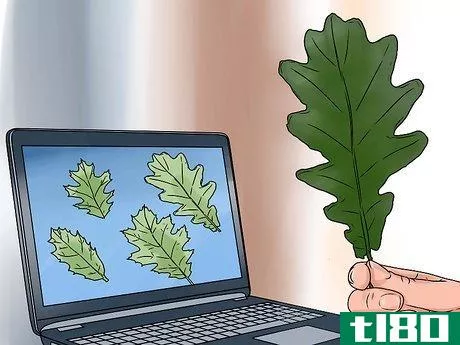 Image titled Identify Oak Leaves Step 8