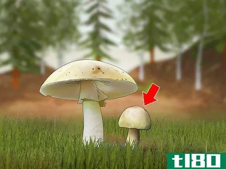 Image titled Identify a Death Cap Mushroom Step 4