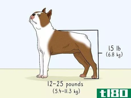 Image titled Identify a Boston Terrier Step 1