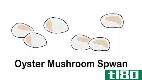 如何种植蘑菇(grow mushrooms)