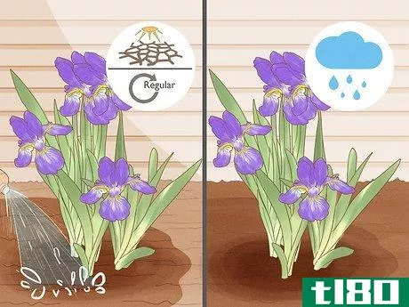 Image titled Grow Bearded Irises Step 10