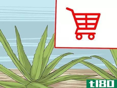 Image titled Grow and Use Aloe Vera for Medicinal Purposes Step 1