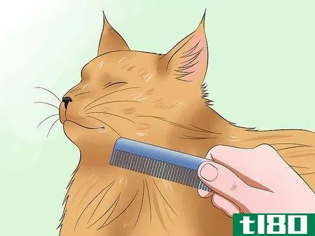 Image titled Groom a Maine Coon Cat Step 3