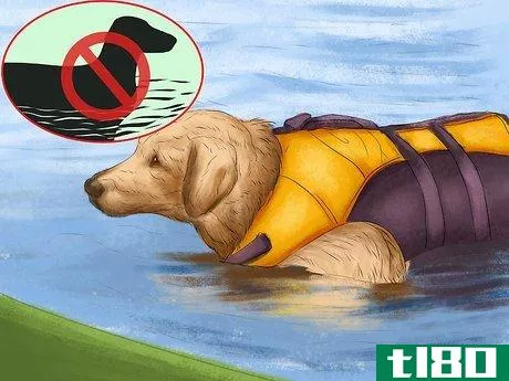 Image titled Keep Your Dog Safe on a Boat Ride Step 2