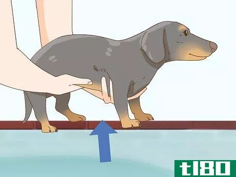Image titled Hold a Dachshund Properly Step 3