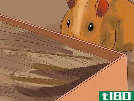 Image titled Introduce a New Guinea Pig to a Community Cage Step 6