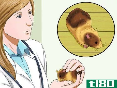 Image titled Know when Your Hamster Is Pregnant Step 9