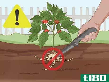 Image titled Grow Ginseng Step 26