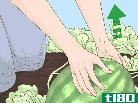 Image titled Grow Seedless Watermelons Step 15