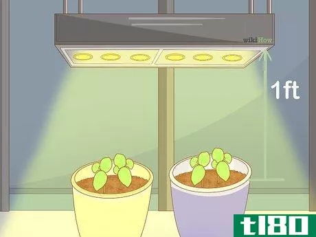 Image titled Grow Basil Indoors Step 10