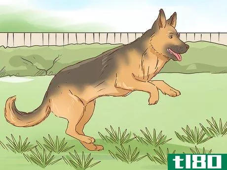 Image titled Identify a German Shepherd Step 12