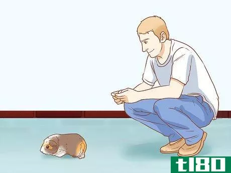 Image titled Get Your Guinea Pig to Popcorn Step 3