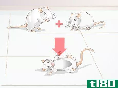 Image titled Know if Your Gerbil Is Having a Seizure Step 4