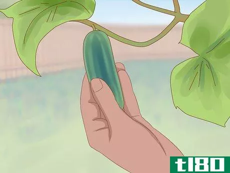 Image titled Grow Cucumbers Step 21