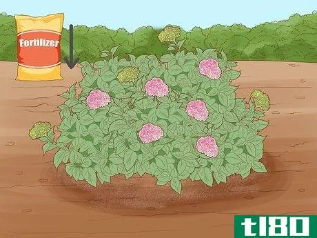 Image titled Get Hydrangeas to Bloom Step 6