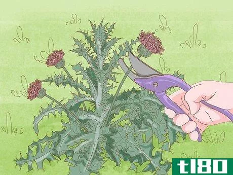 Image titled Get Rid of Thistles in Your Lawn Step 5