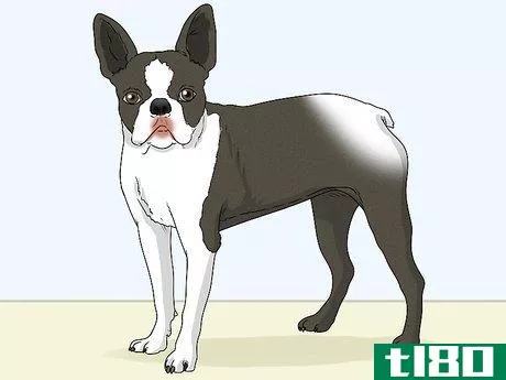 Image titled Identify a Boston Terrier Step 9