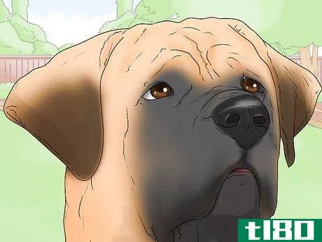 Image titled Identify a Mastiff Step 5