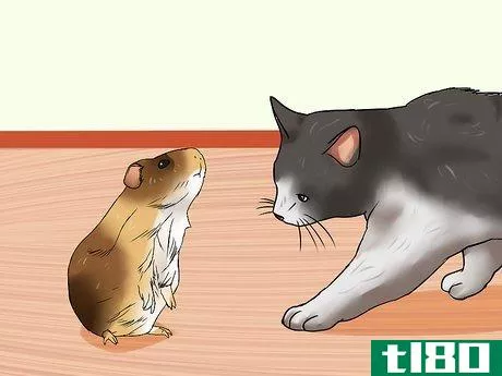 Image titled Keep Guinea Pigs when You Have Cats Step 11