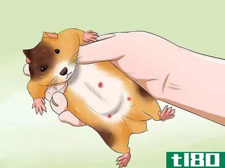 Image titled Know if Your Hamster Is Dying Step 5