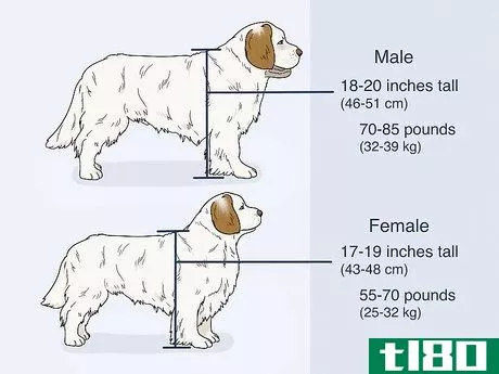 Image titled Identify a Clumber Spaniel Step 1