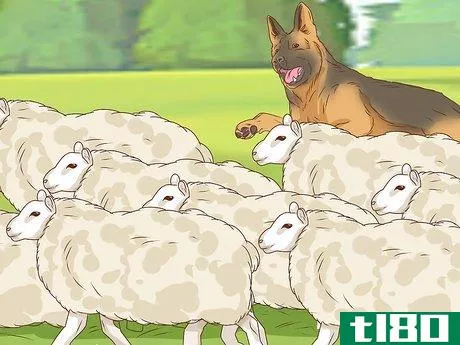 Image titled Identify a German Shepherd Step 14