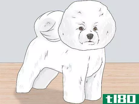 Image titled Groom a Bichon Frise Step 27