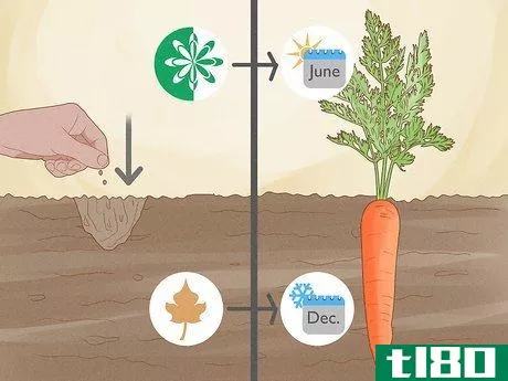 Image titled Harvest Carrots Step 5