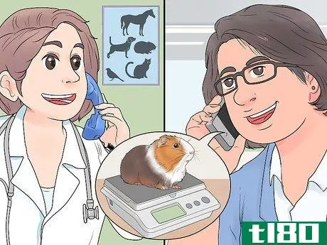Image titled Get Your Guinea Pig to Lose Weight Step 4