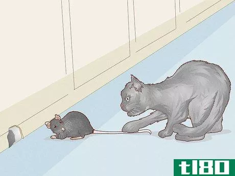 Image titled Get Rid of Mice and Rats Step 7