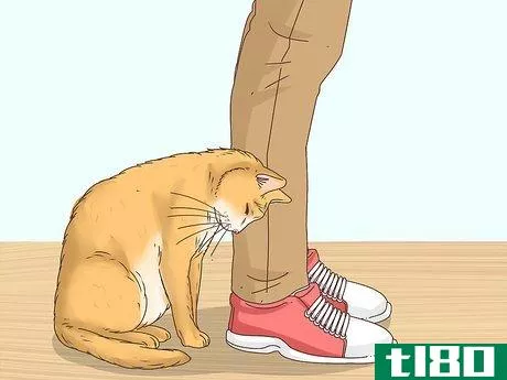 如何知道猫是不是流浪猫(know if a cat is a stray)