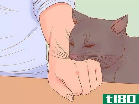 Image titled Know if Your Cat Is Afraid of Something Step 8