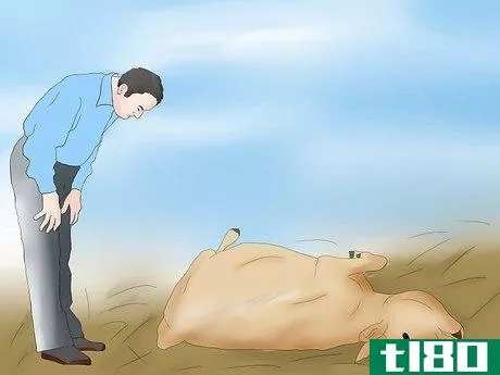 Image titled Help a Cow Give Birth Step 2