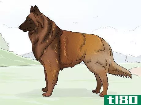 Image titled Identify a Belgian Tervuren Dog Step 7