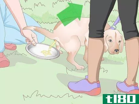 Image titled Get a Urine Sample from a Female Dog Step 9