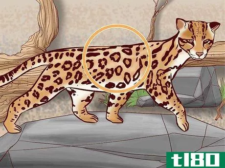 Image titled Identify Feline Species by Fur Step 7