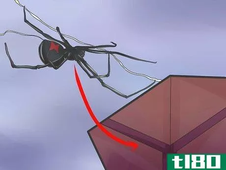 Image titled Get Rid of Black Widow Spiders Step 2