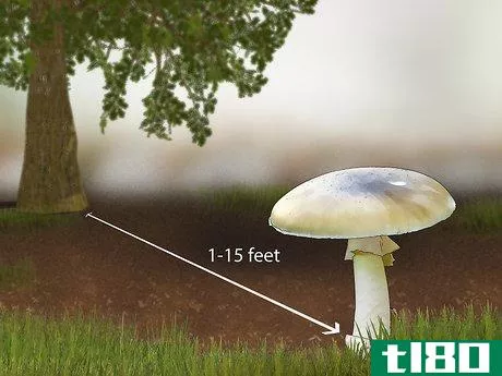 Image titled Identify a Death Cap Mushroom Step 13