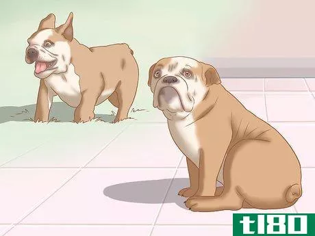 Image titled Identify an English Bulldog Step 8