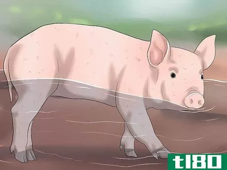 Image titled Increase the Weight of a Pig Step 10