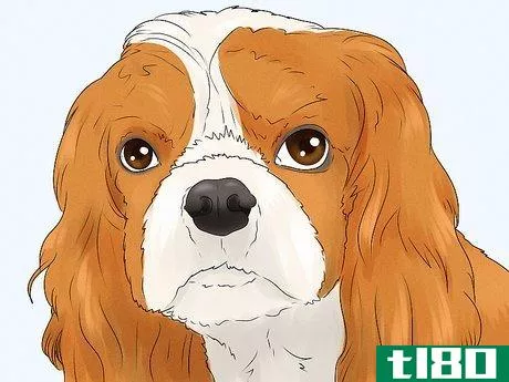 Image titled Identify a Cavalier King Charles Spaniel Step 4