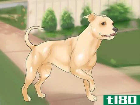 Image titled Help Dogs with Joint Problems and Stiffness Step 5
