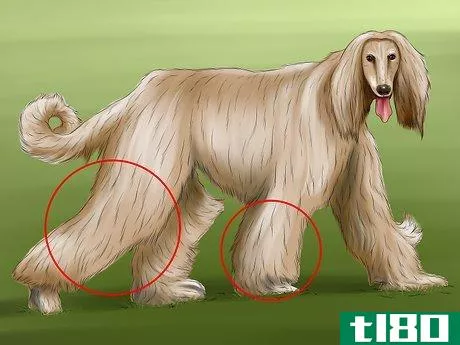 Image titled Identify an Afghan Hound Step 2