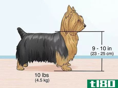 Image titled Identify a Silky Terrier Step 1