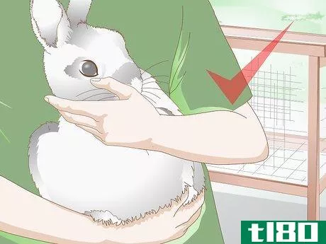 Image titled Keep Your Rabbits Cool on a Sunny Hot Day Step 12